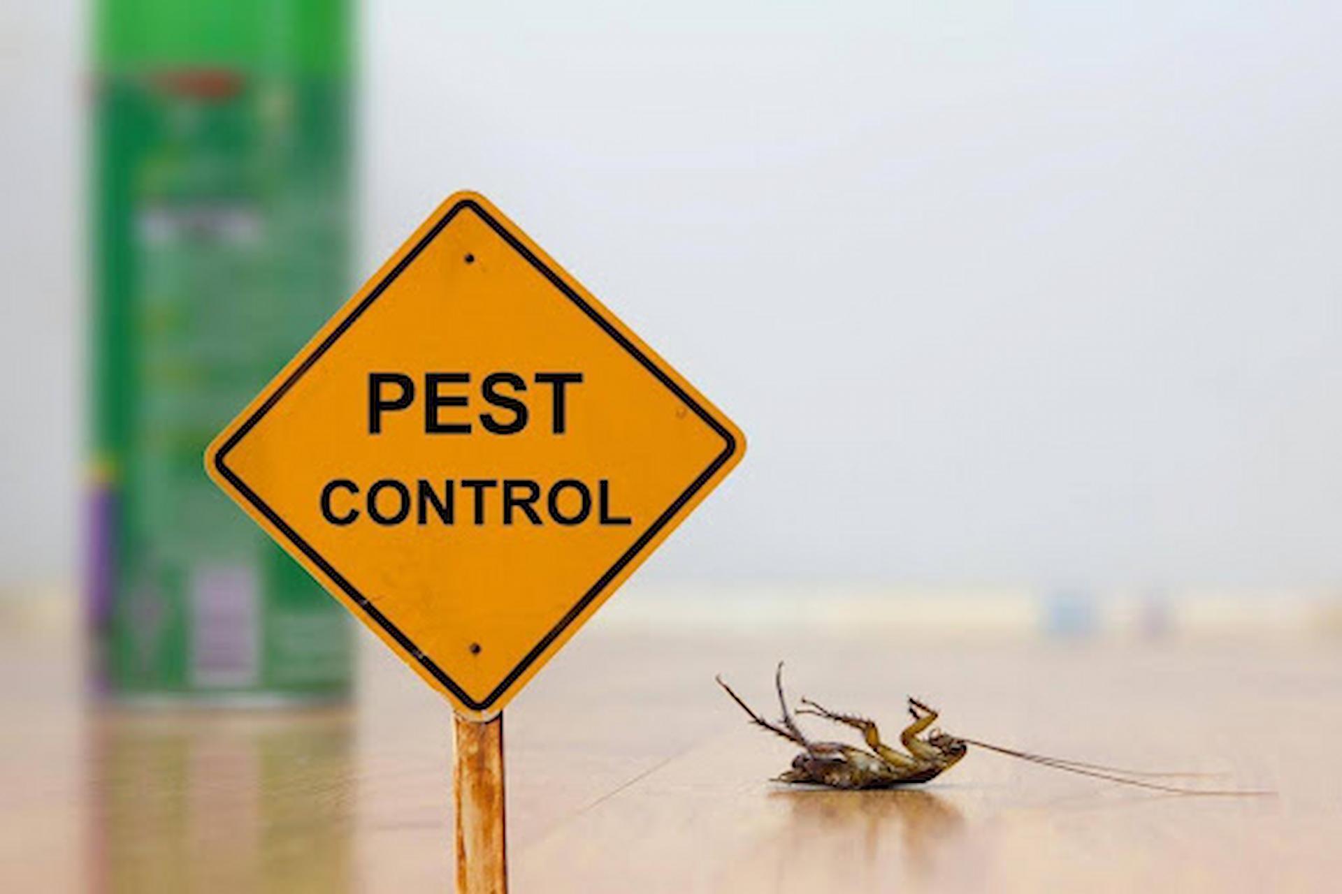 Eco-Friendly Solutions for Safe and Effective Office Pest Control