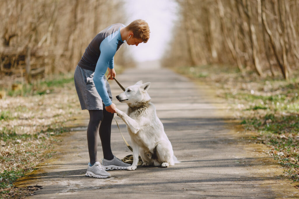 dog training